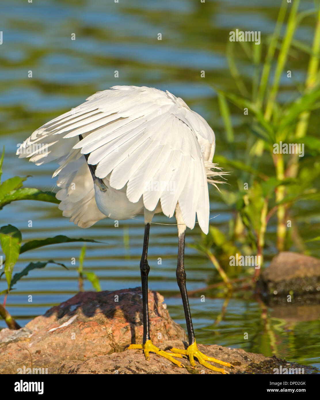 Grooming feathers hires stock photography and images Alamy