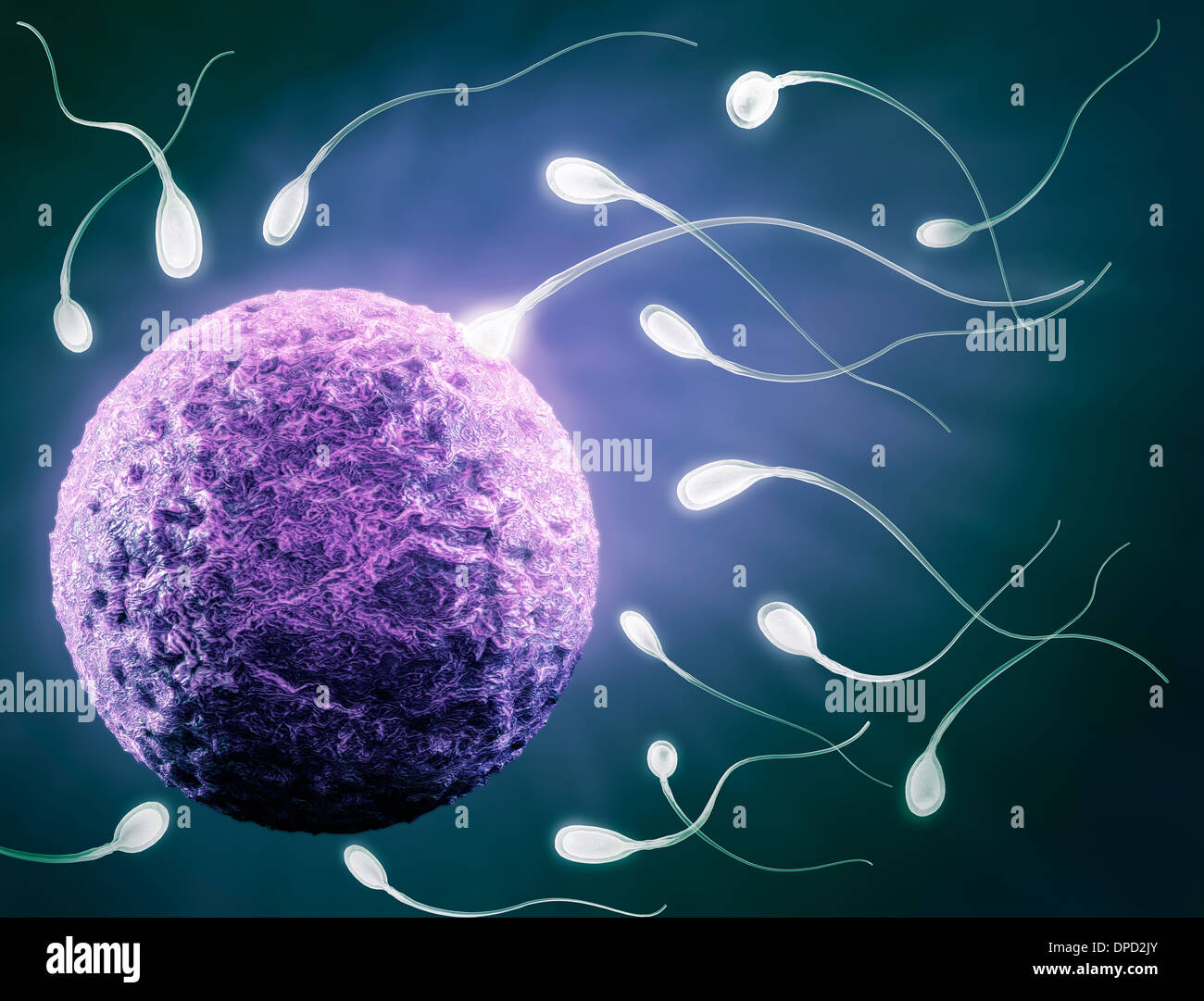License and prints at MaximImages.com - Fertilization concept. Sperm reaching human egg, artistic 3D illustration in blue colors. Stock Photo
