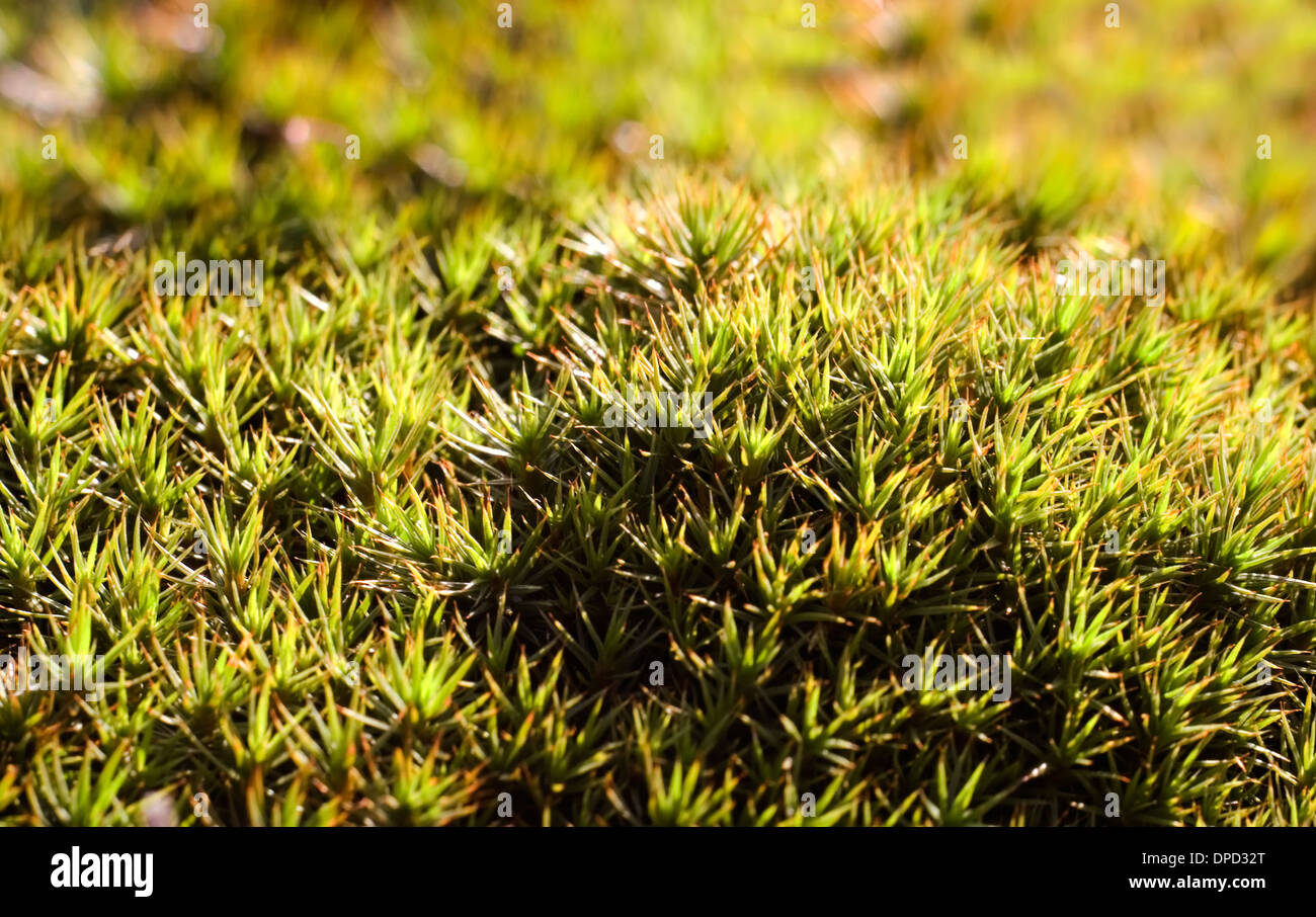 springtime moss close up Stock Photo - Alamy