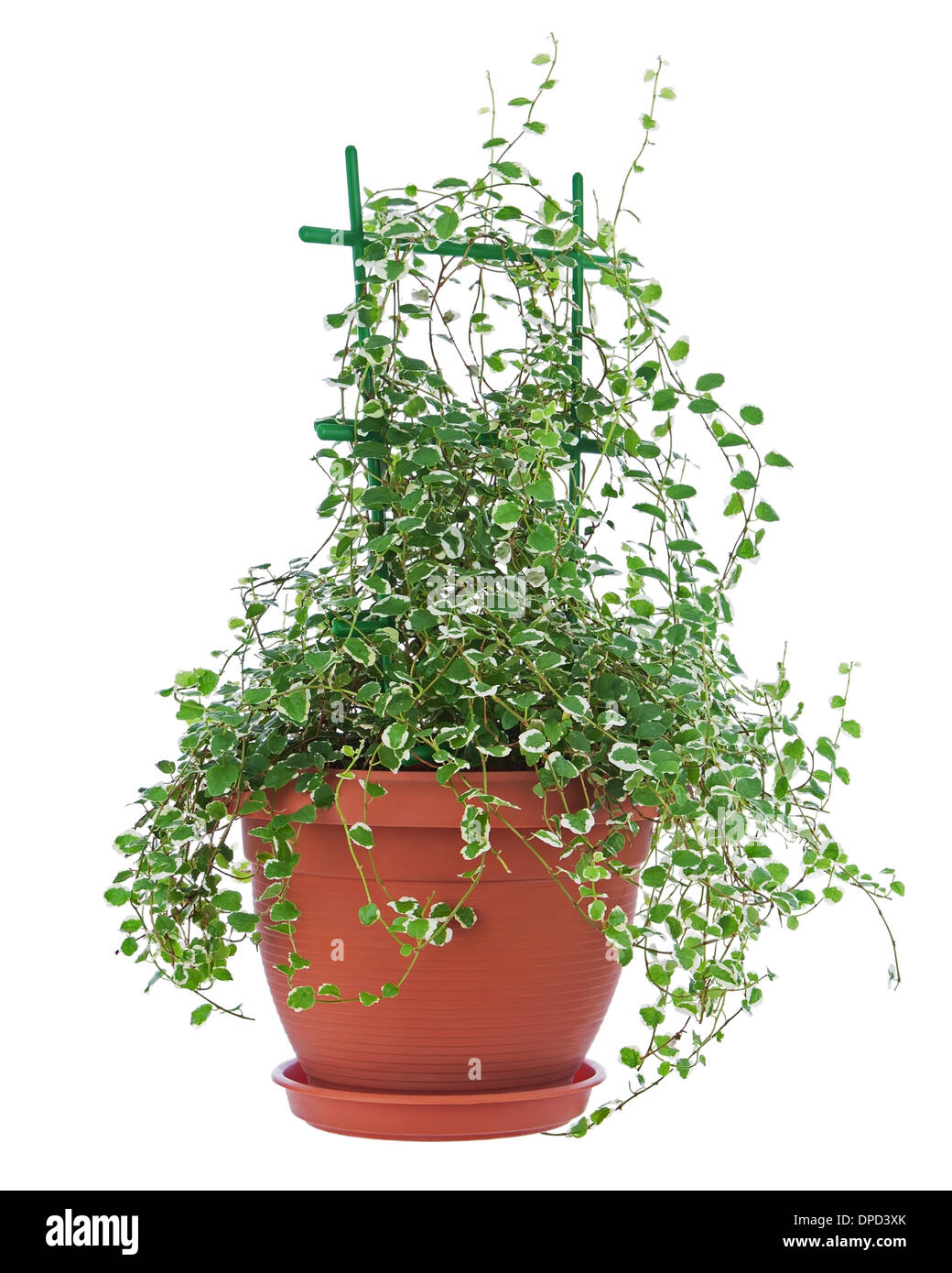 mini bonsai schale Bonsai Schale aus Keramik mit Untersetzer in Jadegrn