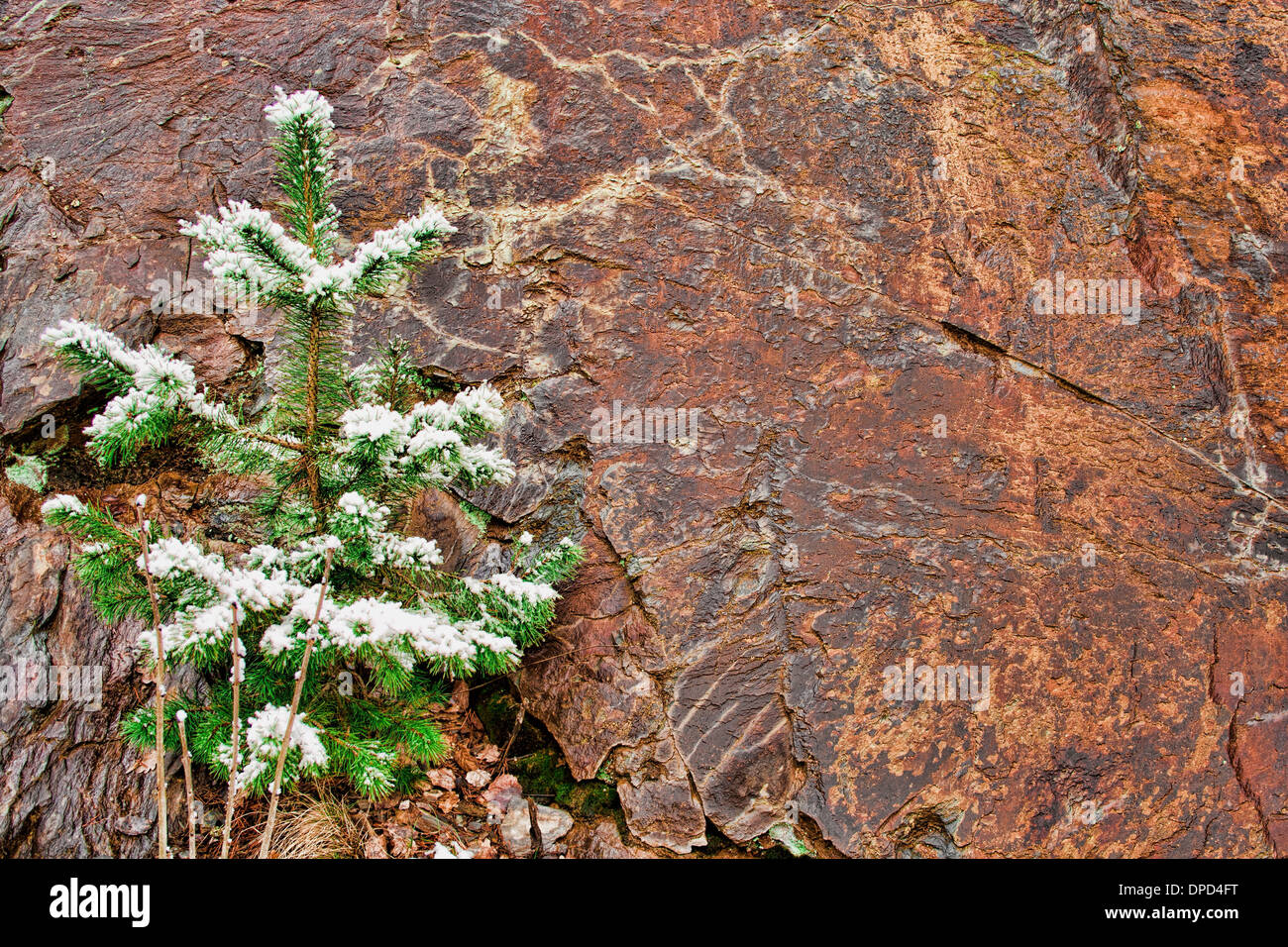 Pine Tree Growing Out Rock High Resolution Stock Photography and Images ...