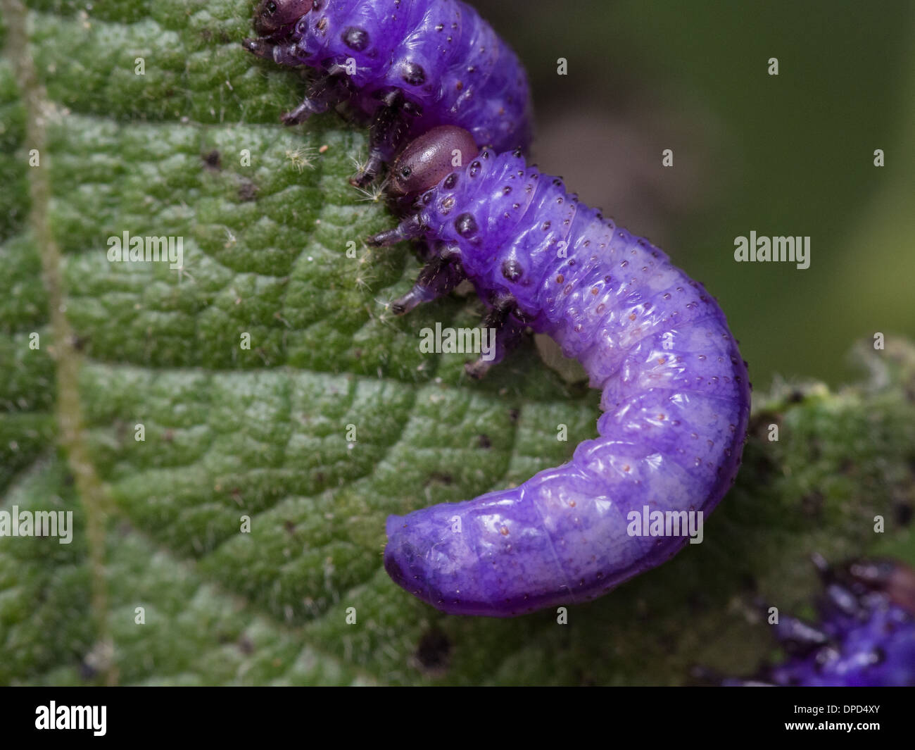 Purple Caterpillars sawfly larvae eating a leaf Stock Photo Alamy