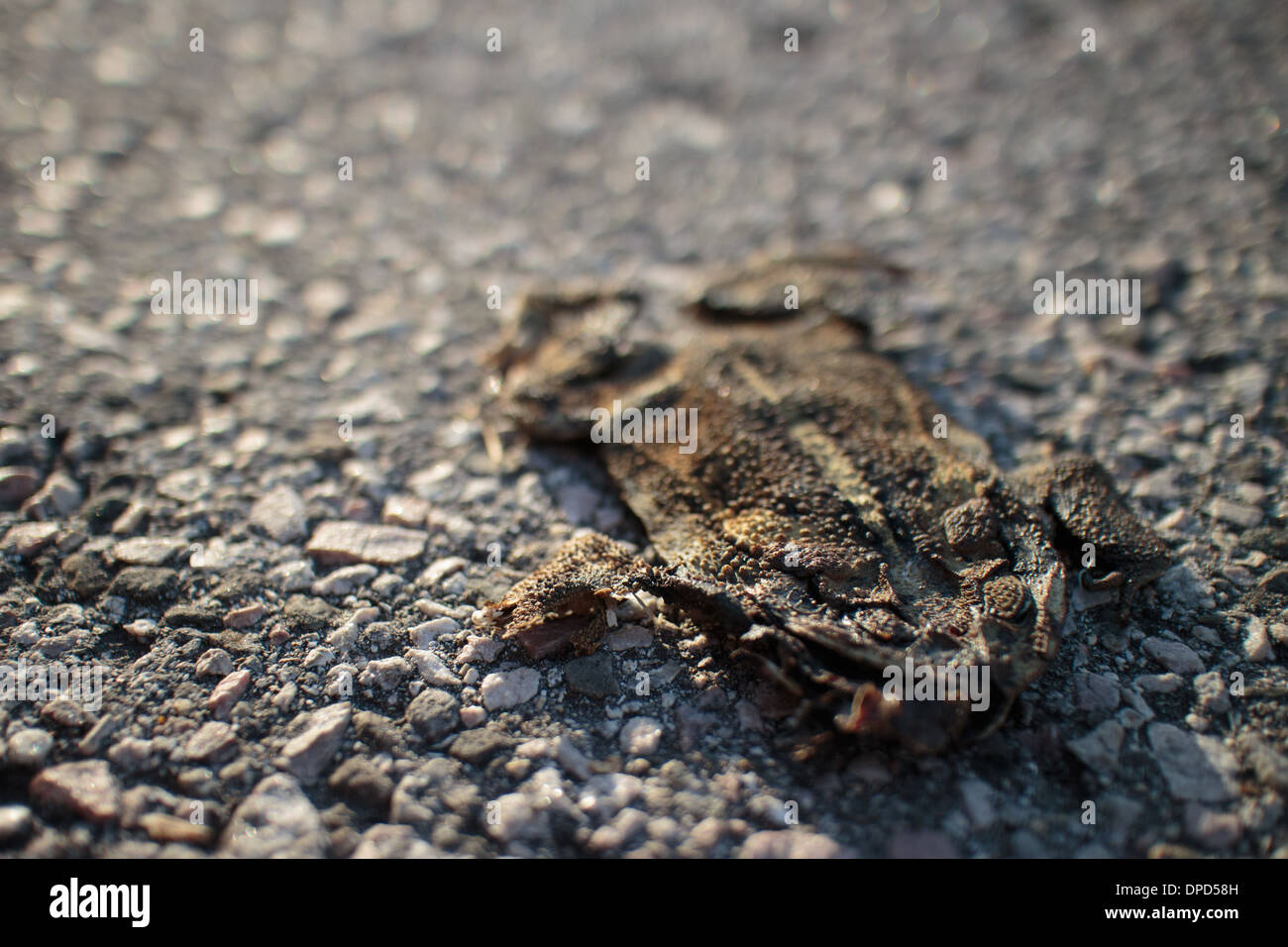 Flattened frog roadkill on the pavement Stock Photo