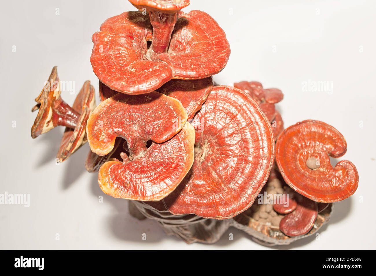 Mushrooms for chinese medicine hires stock photography and images Alamy