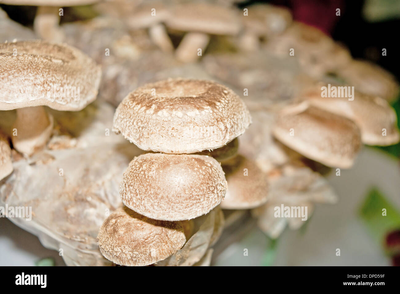 Mushroom cultivation Stock Photo Alamy