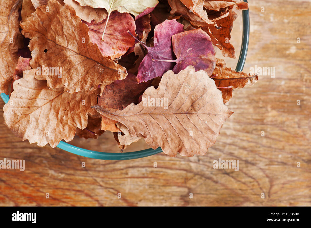 Closeup orange oak leaves hi-res stock photography and images - Alamy