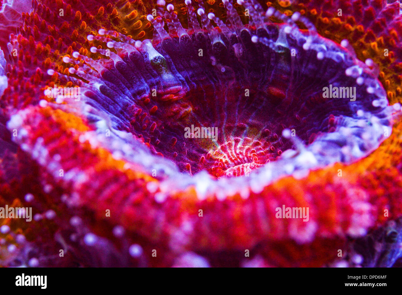 Bamberg, Germany. 12th Jan, 2014. A colorful stony coral (scleratinia) of the species 'Acanthastrea rainbow' tries to catch plankton with its polyps in a private reef aquarium in Bamberg, Germany, 12 January 2014. Photo: David Ebener/dpa/Alamy Live News Stock Photo