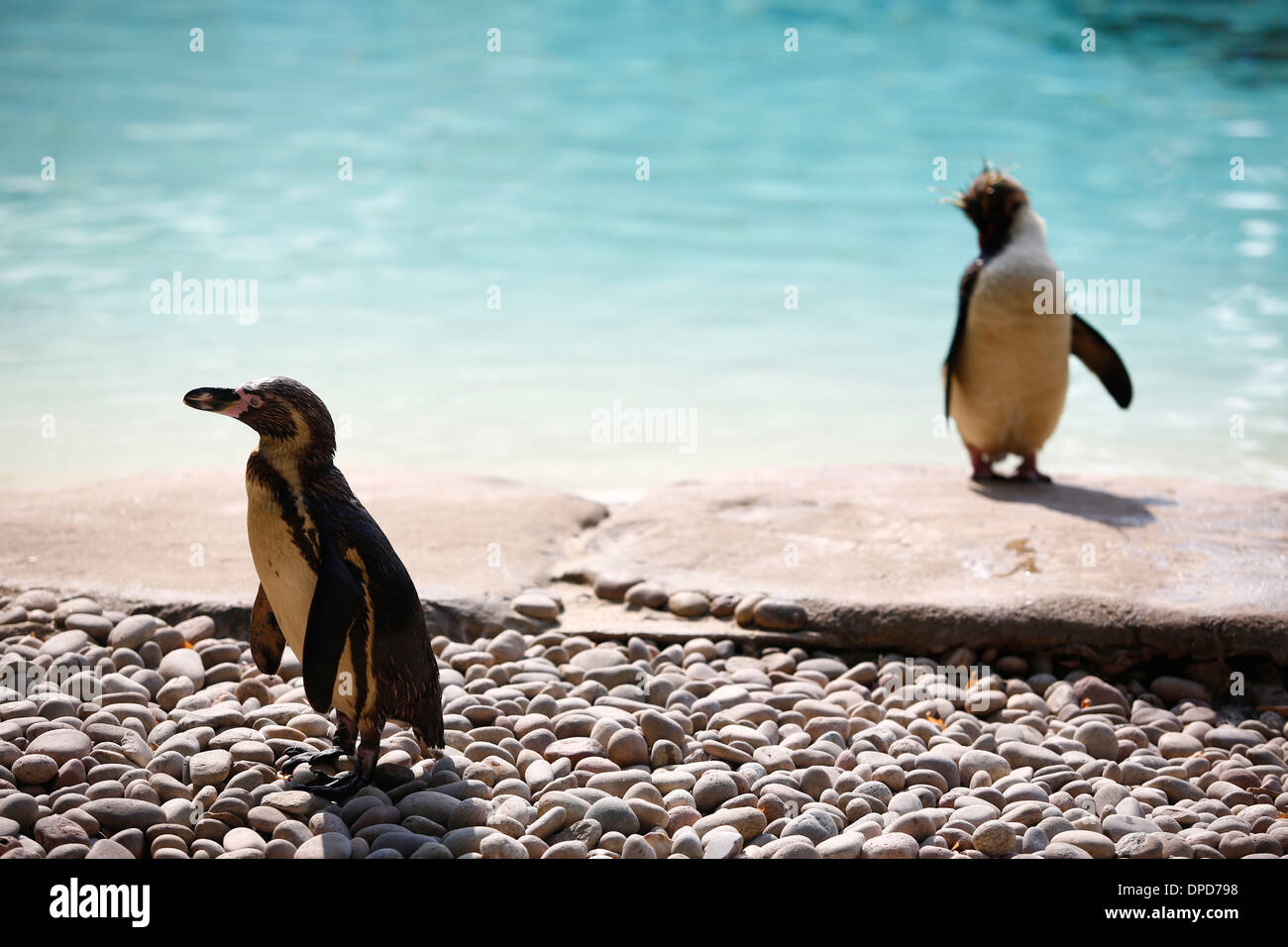 Penguins in ZSL London Zoo on July 17, 2013 in London, England. Stock Photo