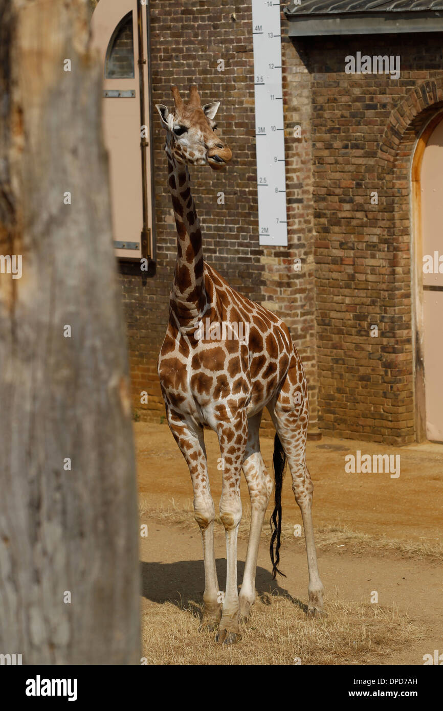 Giraffe in ZSL London Zoo on July 17, 2013 in London, England. Stock Photo