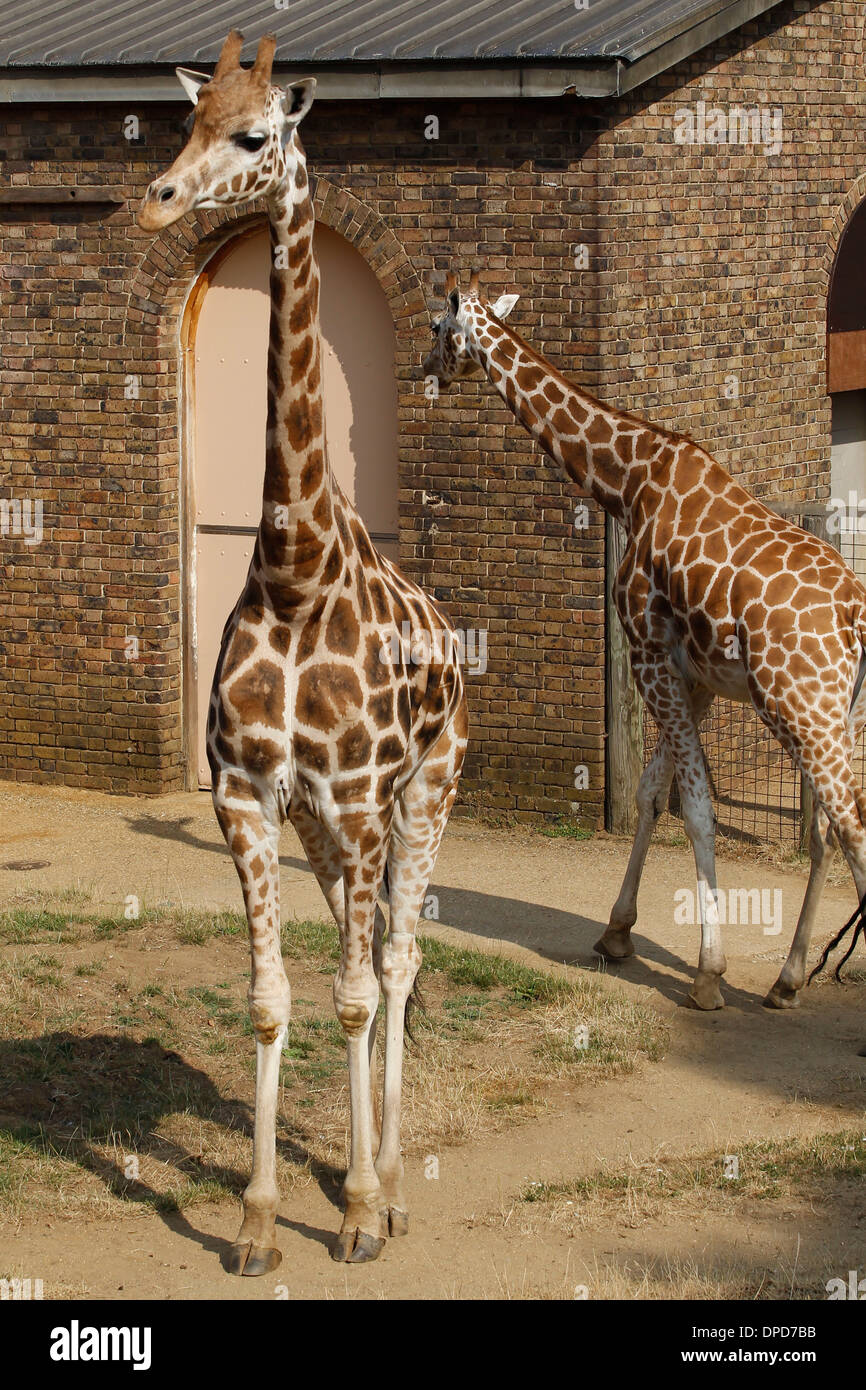 Giraffes in ZSL London Zoo on July 17, 2013 in London, England. Stock Photo