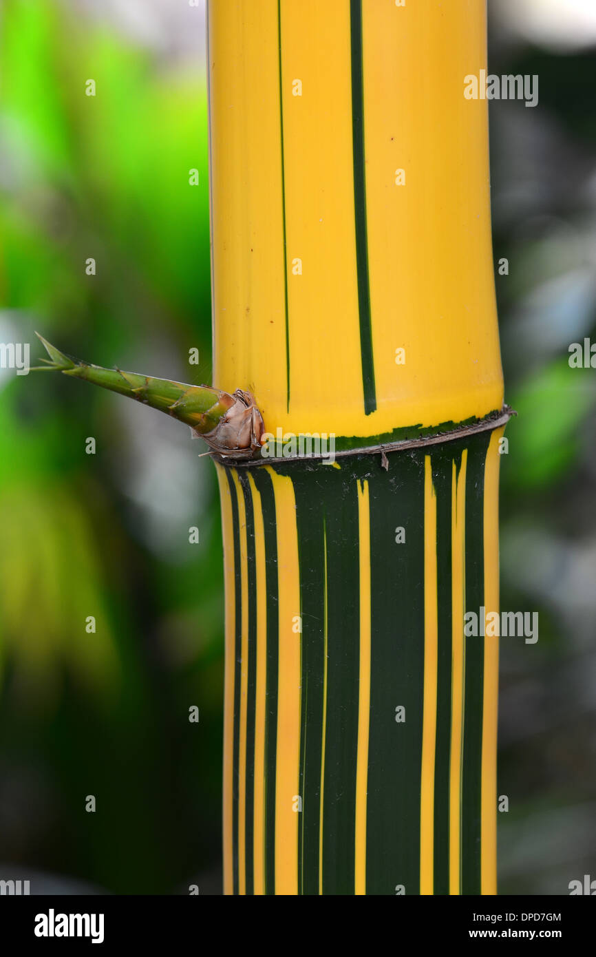 New bamboo Shoot Stock Photo Alamy