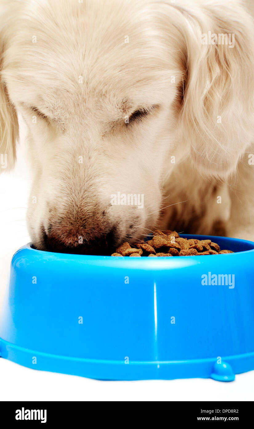 golden retriever dog eating his bowl of pet food Stock Photo