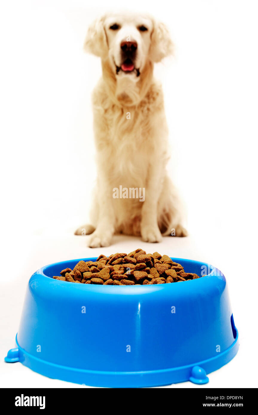 golden retriever dog in front of his bowl with pet food Stock Photo