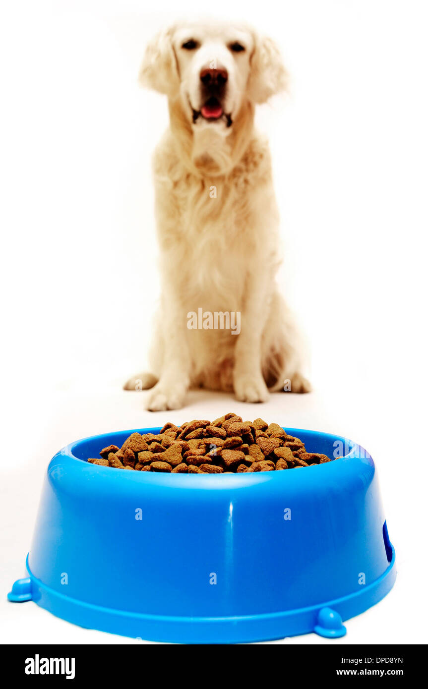 golden retriever dog in front of his bowl with pet food Stock Photo Alamy
