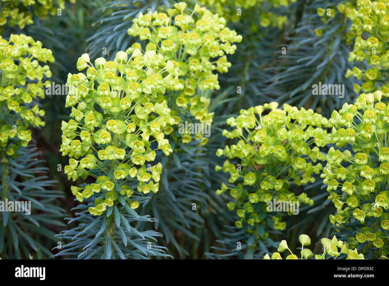 Close up of Euphorbia flowers with shallow depth of field. Stock Photo