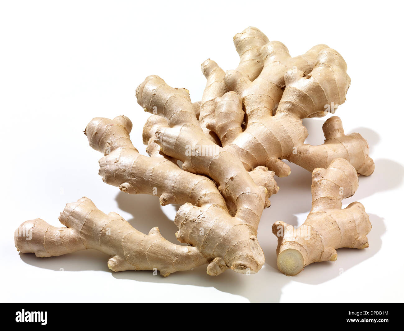 Ginger (Zingiber officinale Stock Photo Alamy