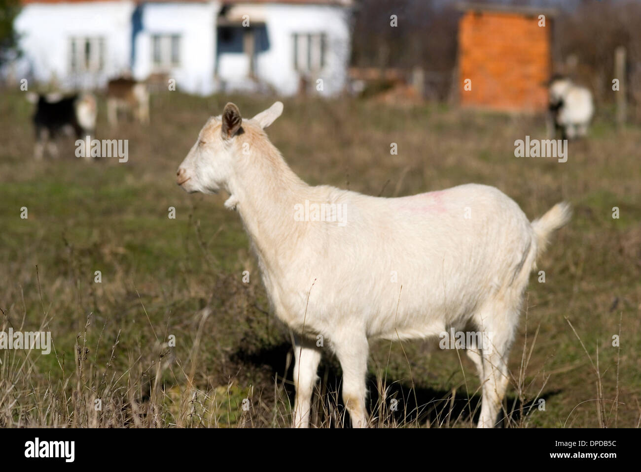 Bulgarian culture animals in villages Stock Photo - Alamy