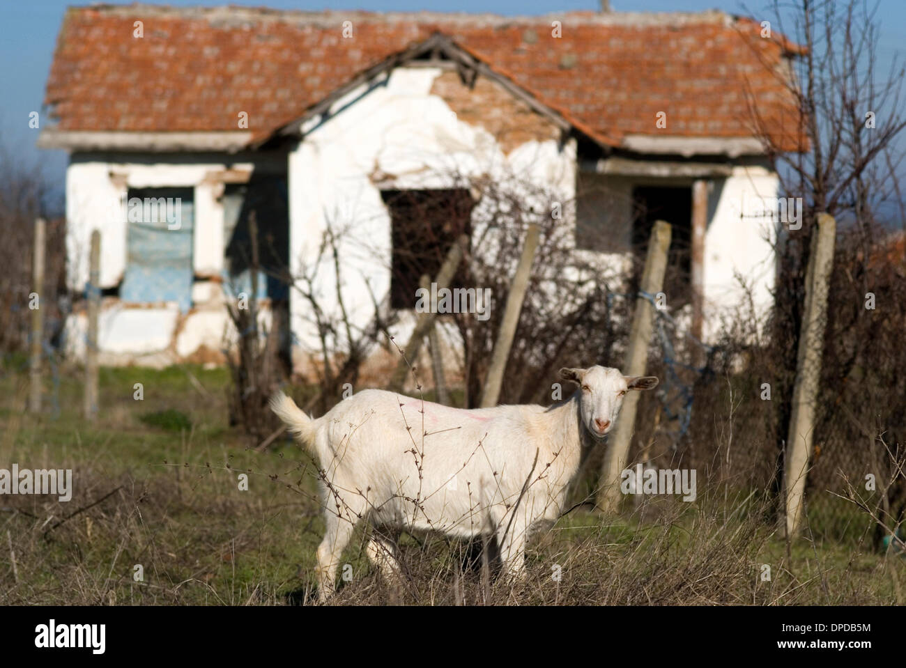 Bulgarian culture animals in villages Stock Photo