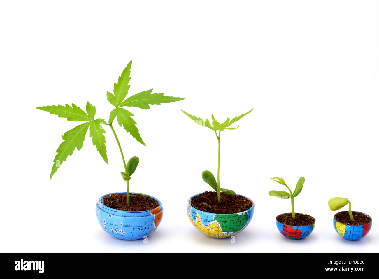Plant growth- Evaluation Stock Photo