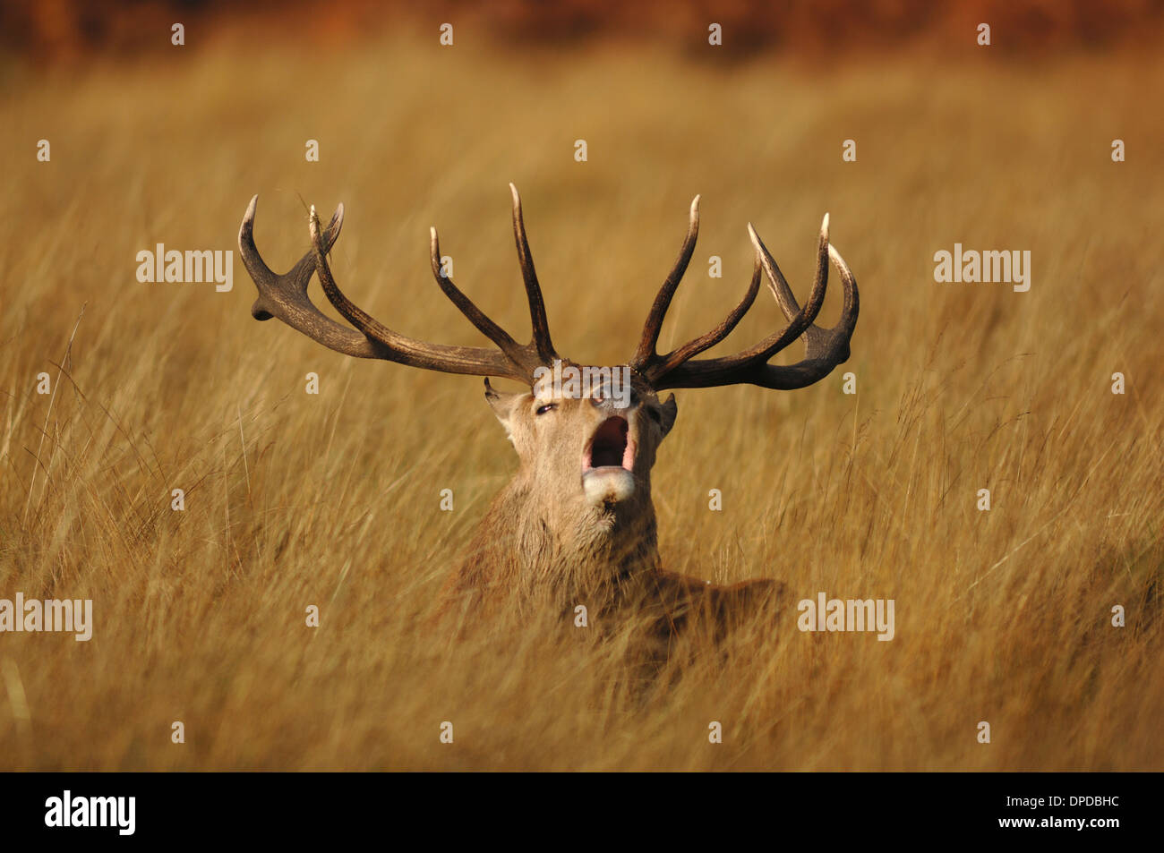 A stage roaring with a full set of antlers UK Stock Photo