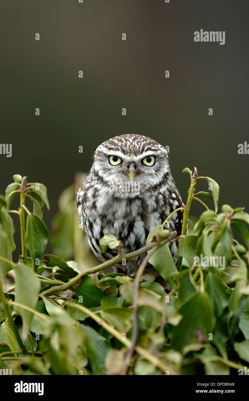 A little owl surrounded by ivy UK Stock Photo