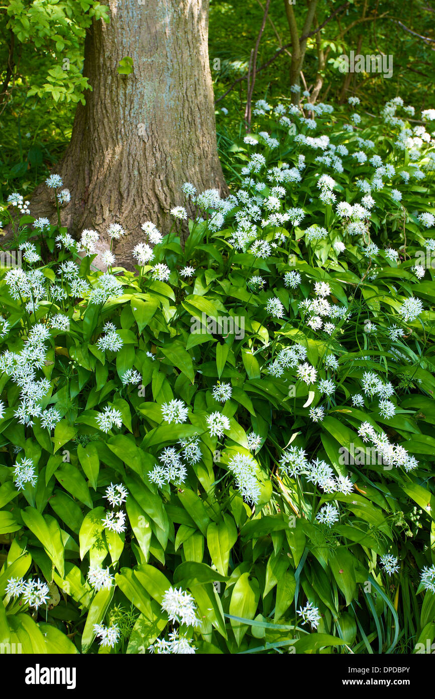 Wild Garlic foilage and flowers below tree trunk. Stock Photo
