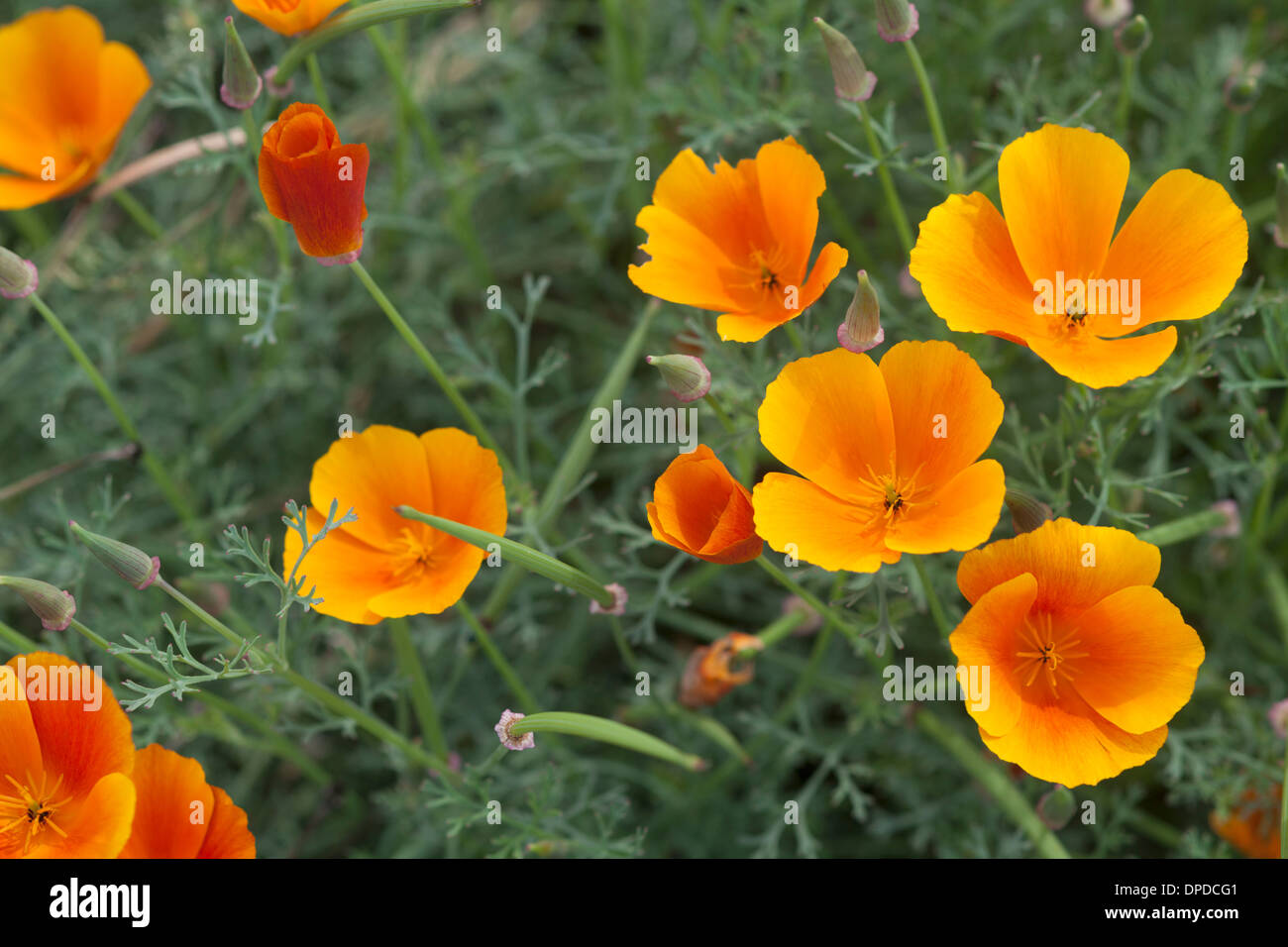 California poppy (Eschscholtzia californica) Stock Photo