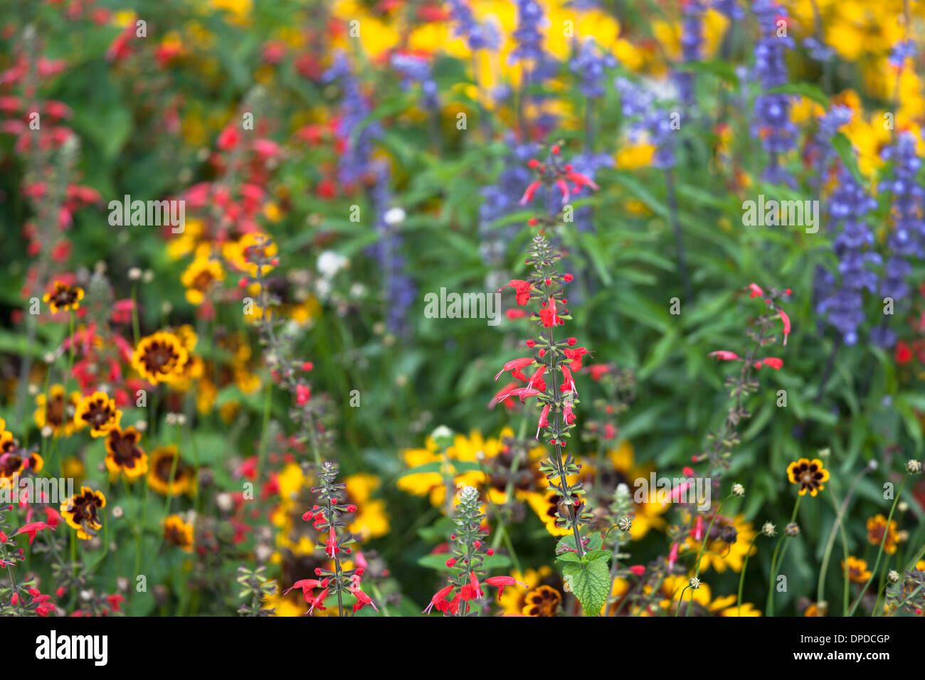 Variations of Salvia and tickseed (Coreopsis) in flower bed Stock Photo