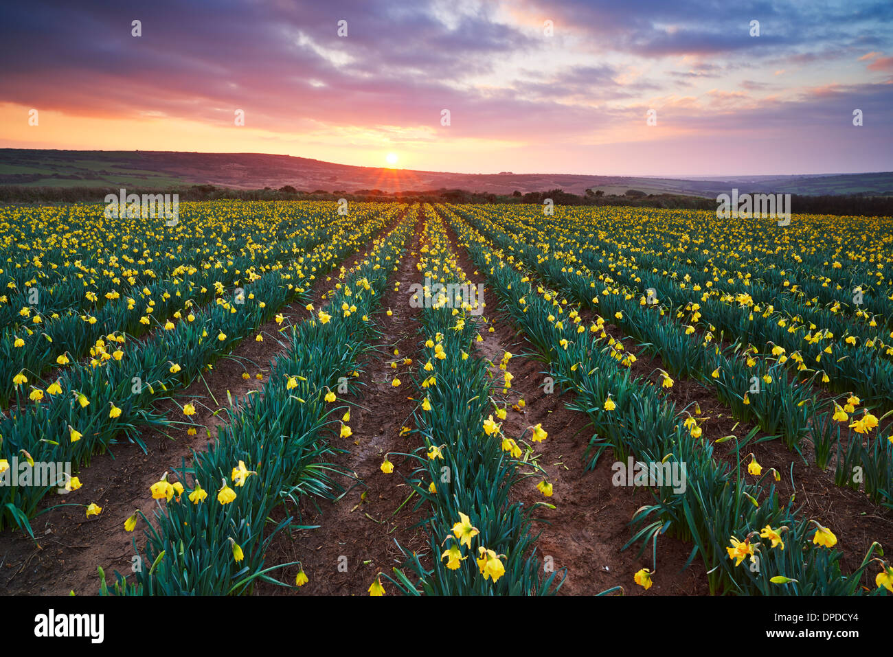 A Cornish daffodil field at sunrise, West Cornwall Stock Photo