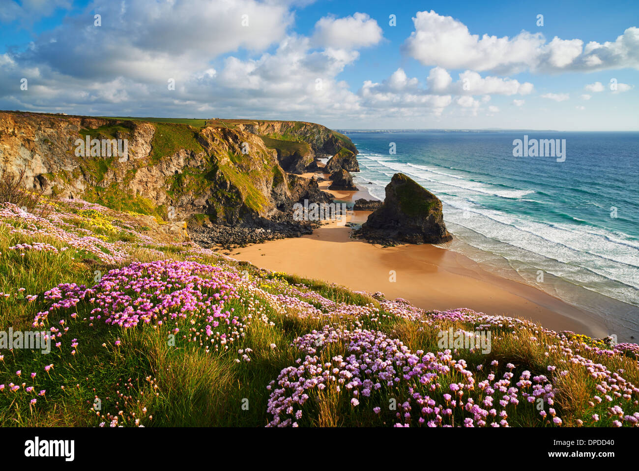 A covering of Thrift growing on the clifftop at Bedruthan Steps, North Cornwall Stock Photo