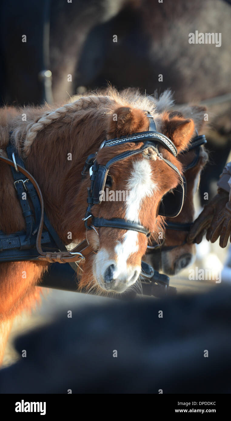 Ellwangen, Germany. 13th Jan, 2014. A Shetland pony is photographed during the awarding of the horse and carriage prize at the 'Kalter Markt' (lit. cold market) horse market in Ellwangen, Germany, 13 January 2014. Since the 17th century the 'Kalter Markt' horse market annualy takes place on the first monday after Epiphany. A big parade and the awarding of a prize for horses and carriages are part of the event. Photo: FRANZISKA KRAUFMANN/Dpa/Alamy Live News Stock Photo