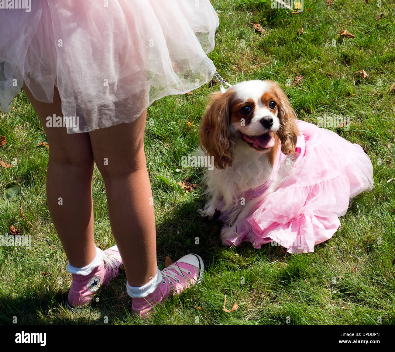Cavalier King Charles Spaniels In Cute Clothes