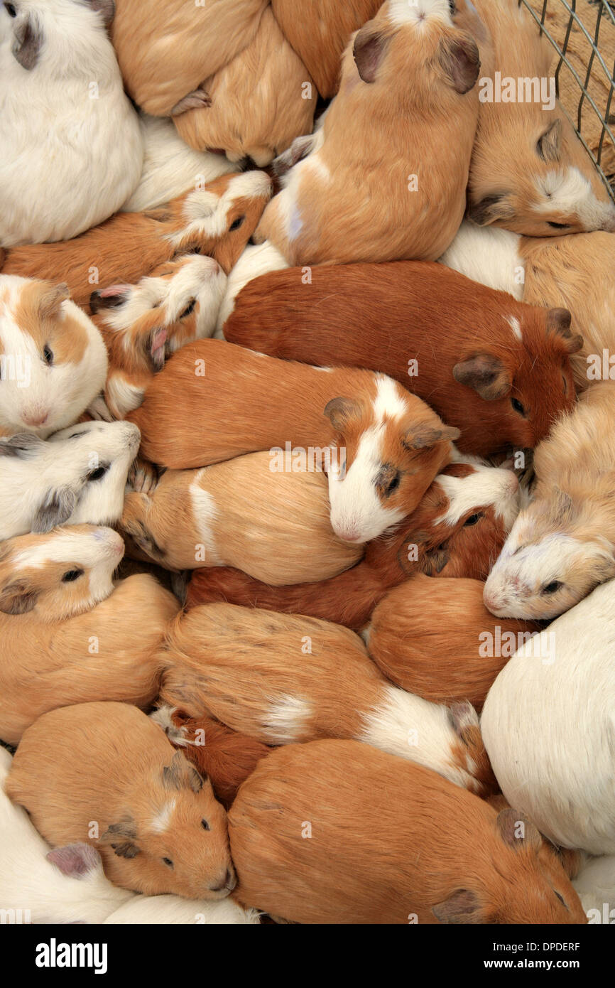 Guinea Pigs for sale at the outdoor live animal market in Otavalo, Ecuador Stock Photo