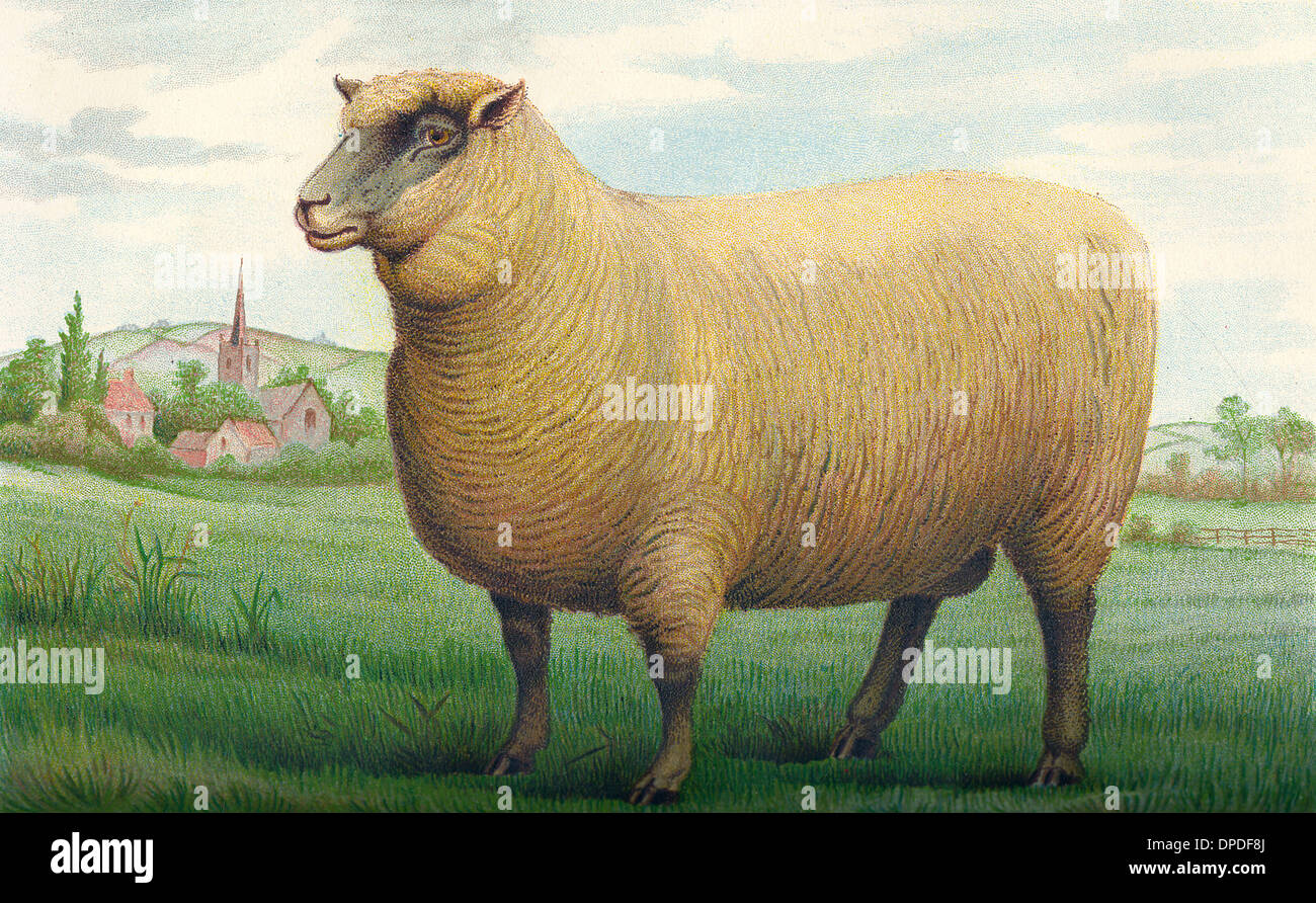Sheep Southdown Wether Stock Photo Alamy