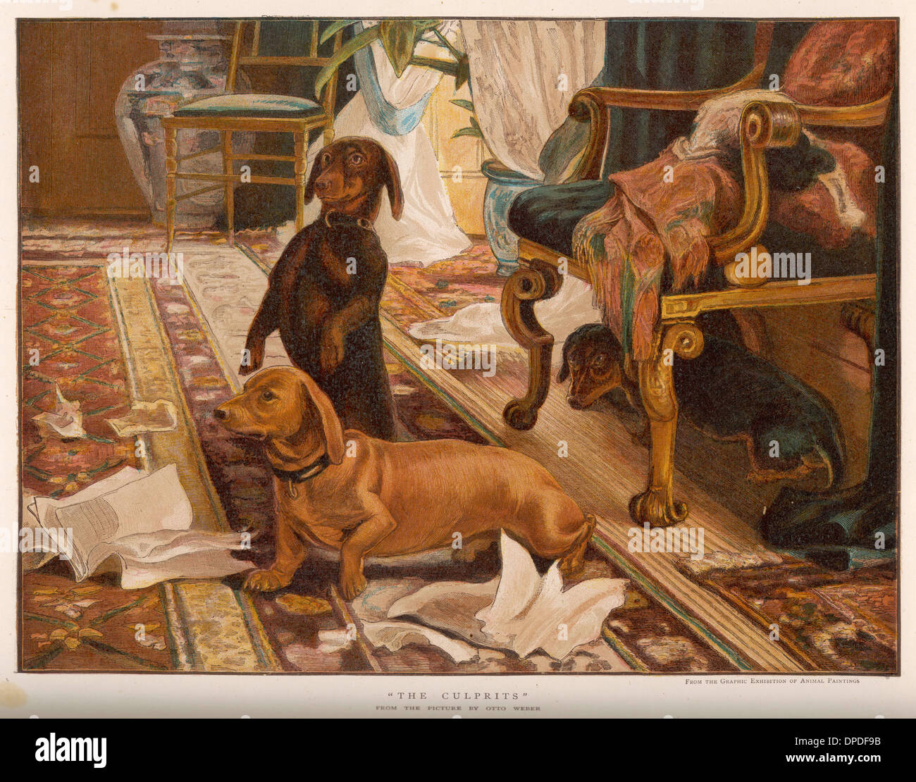 Dachsies hi-res stock photography and images - Alamy