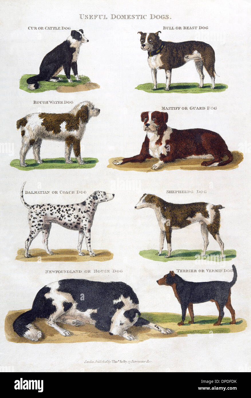 VARIOUS DOGS OF 1810 Stock Photo Alamy