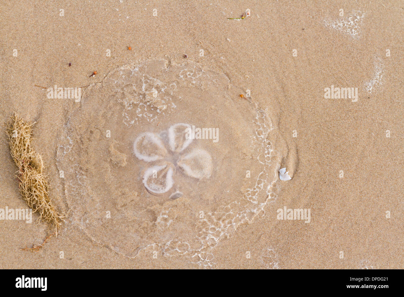 Moon jellyfish on the beach of South Padre Island Stock Photo Alamy