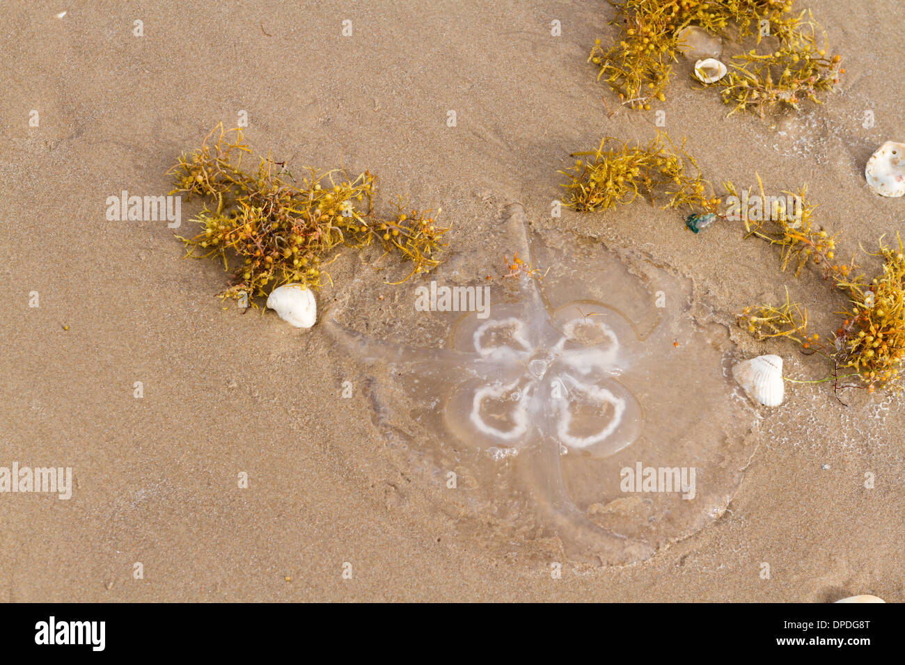 Moon jellyfish on the beach of South Padre Island Stock Photo Alamy