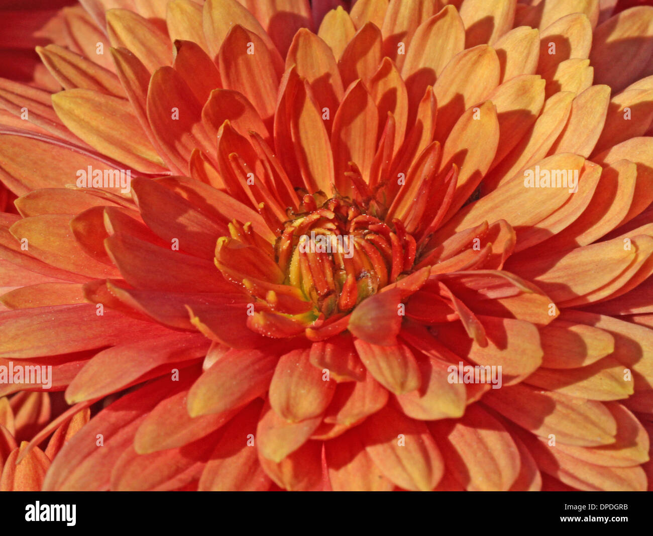 Red chrysanthemum flower closeup hi-res stock photography and images ...