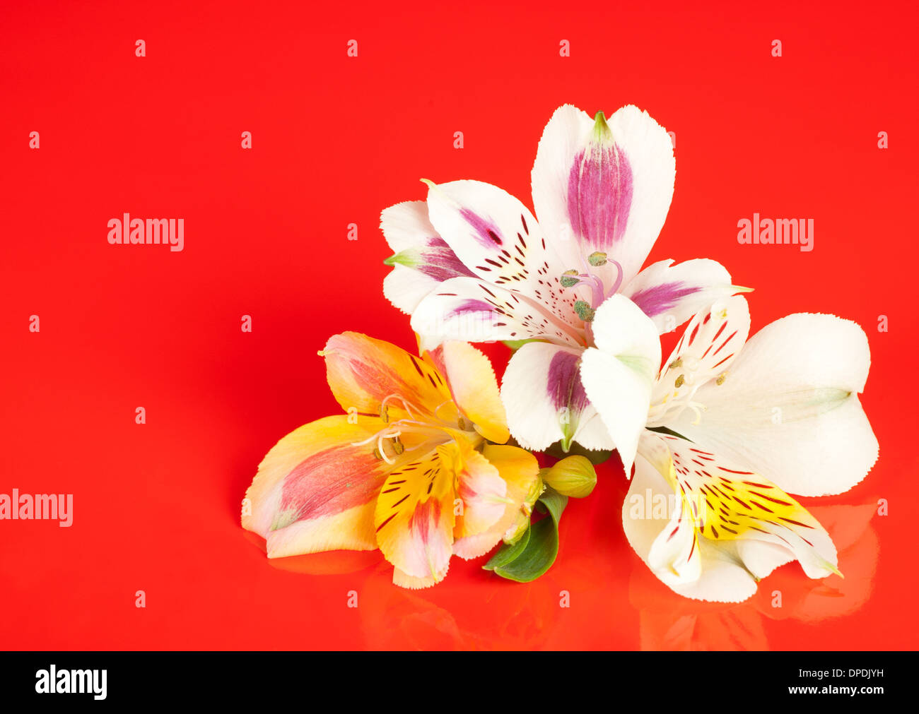 Alstroemeria flowers laid out on a glossy red background Stock Photo