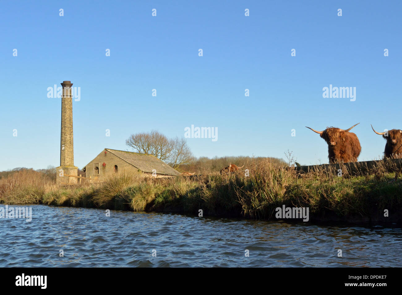 Victorian drainage pump house, Strumpshaw, River Yare, Norfolk, with Highland cattle grazing nearby, Broads National Park Stock Photo