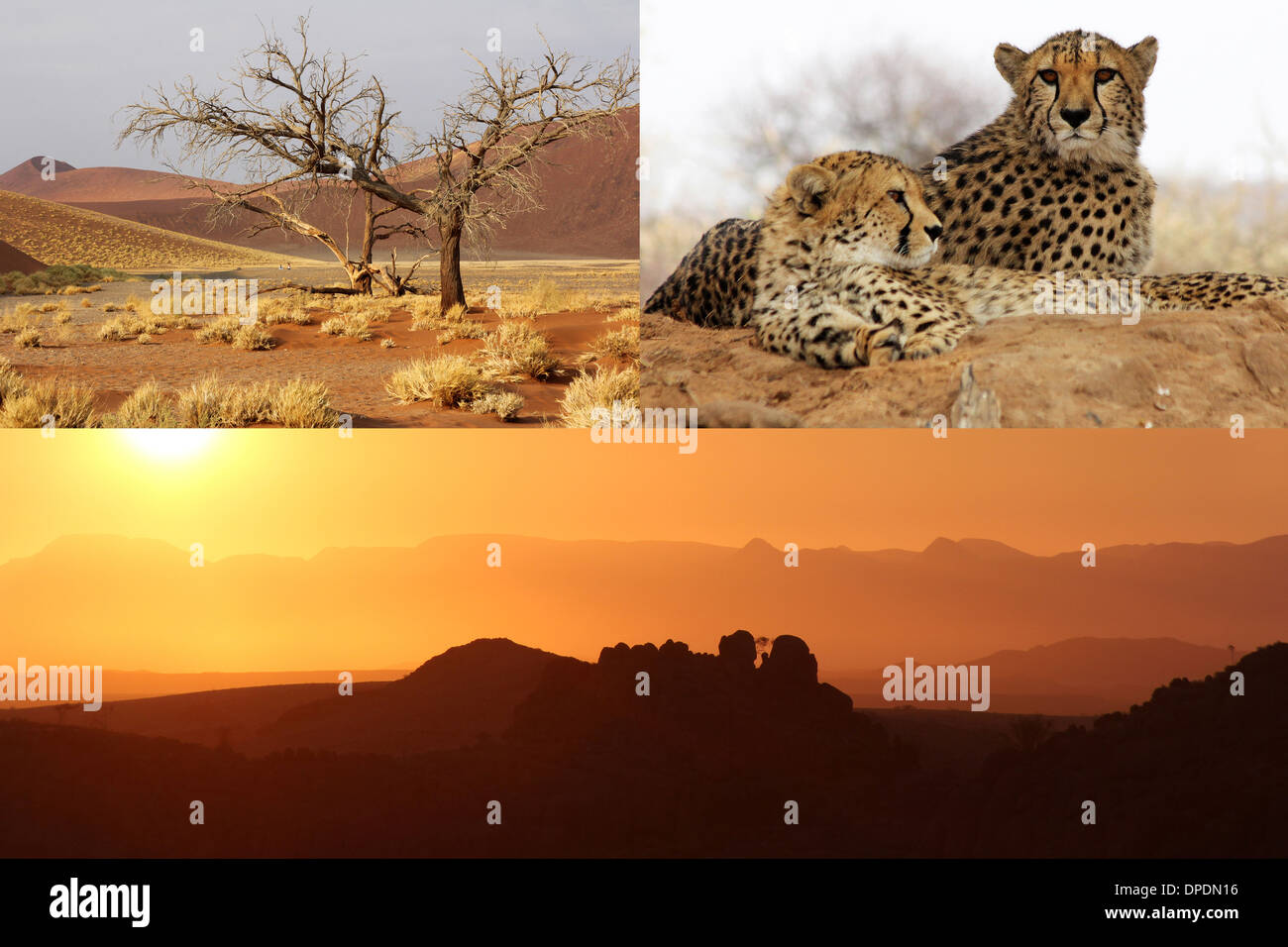 Composite of three images  of Namibia ,showing cheetahs, sand dunes and a wonderful orange sunset with rocks in the foreground. Stock Photo