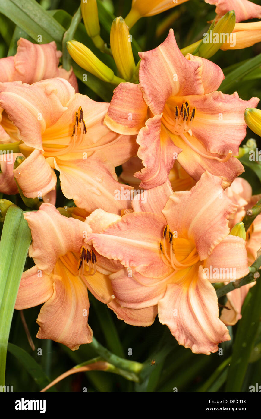 Clustered lily flowers of Hemerocallis 'Children's Festival' taken in a private garden in Plymouth, UK. Stock Photo