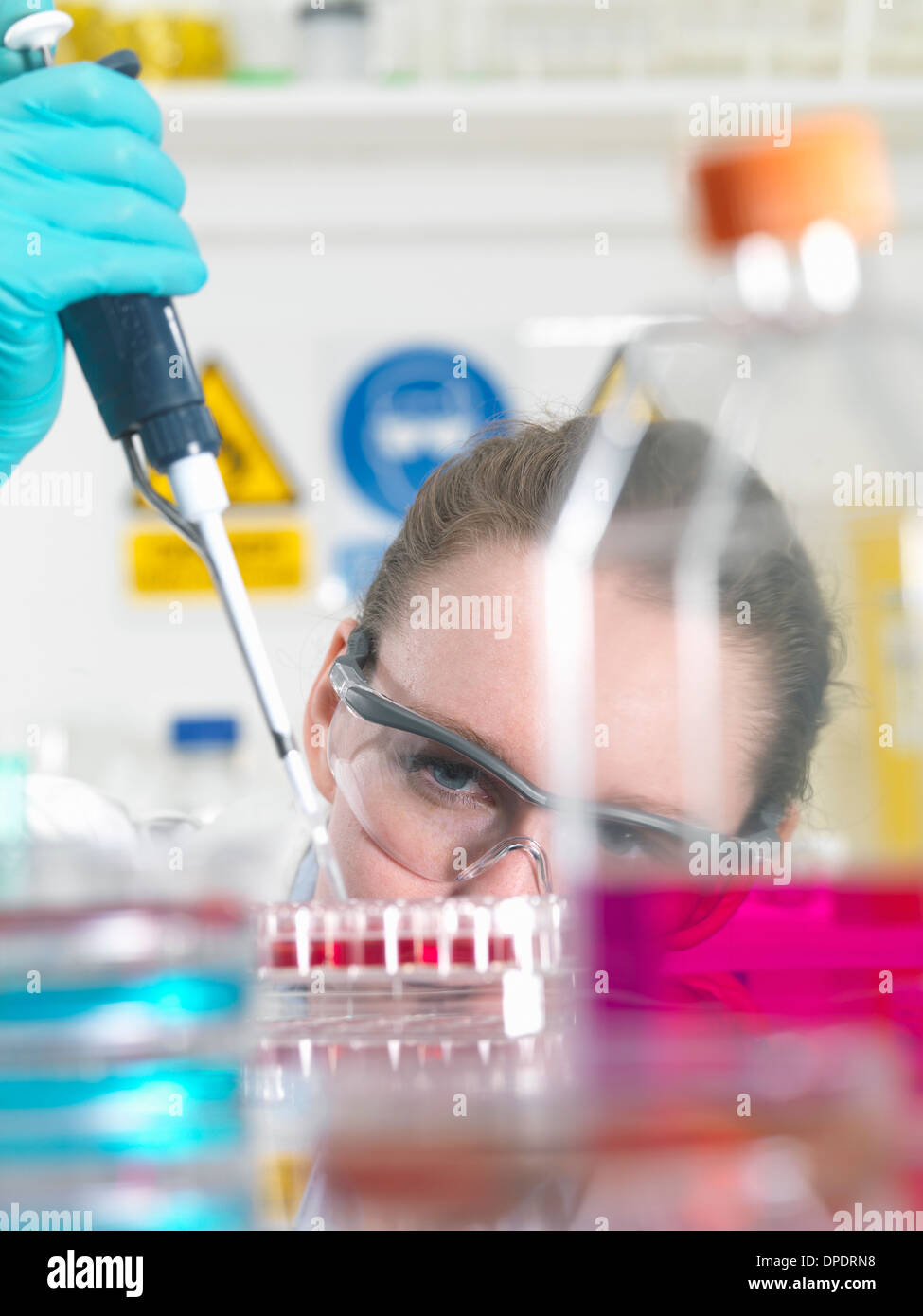 Scientist pipetting stem cell cultures into tray for pharmaceutical research Stock Photo