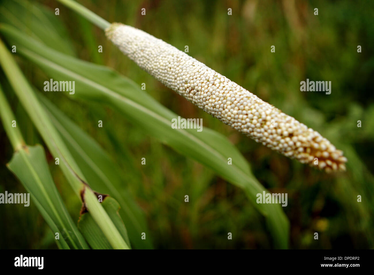 Millet plant (Panicum; miliaceum) Stock Photo