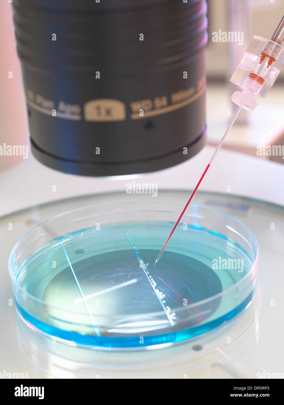 Nuclear transfer, Stem cells made from the cell nucleus Stock Photo