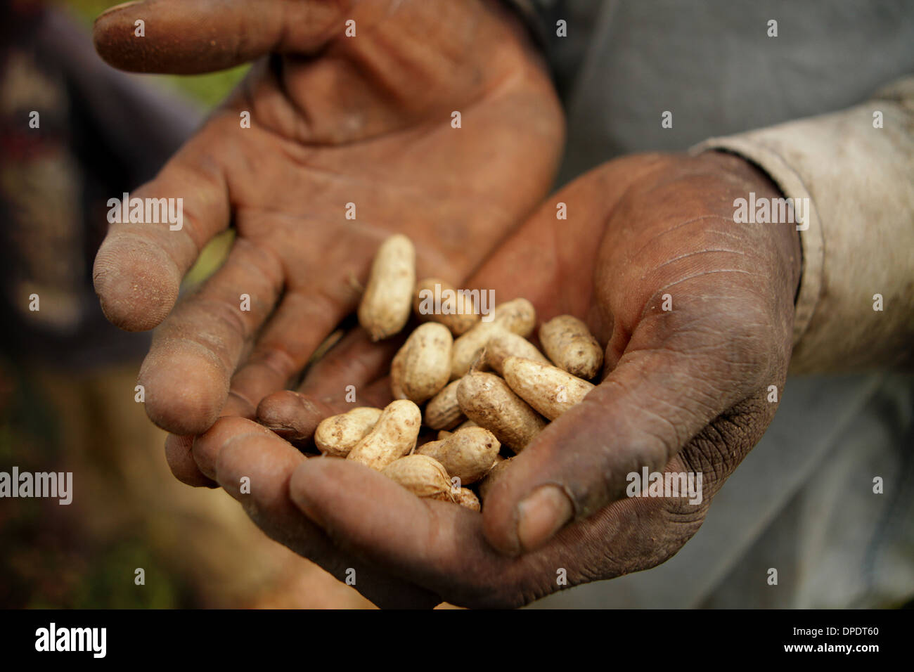 West africa nuts nut hires stock photography and images Alamy