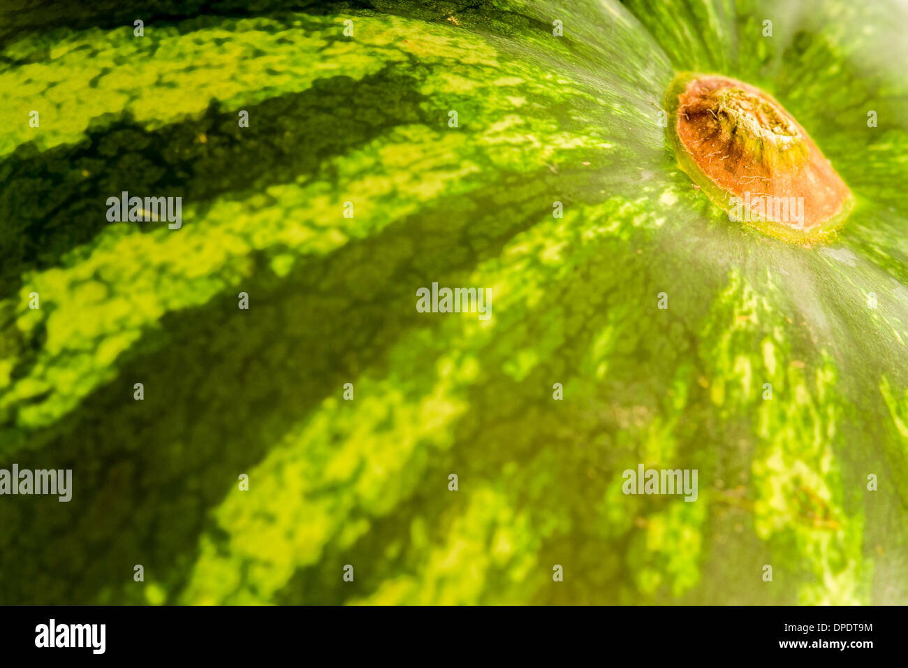 Closeup of a watermelon stem end and rind Stock Photo Alamy