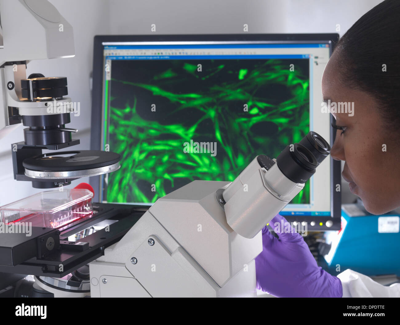 Female researcher using inverted microscope to view stem cells displayed showing fluorescent labeled cells Stock Photo