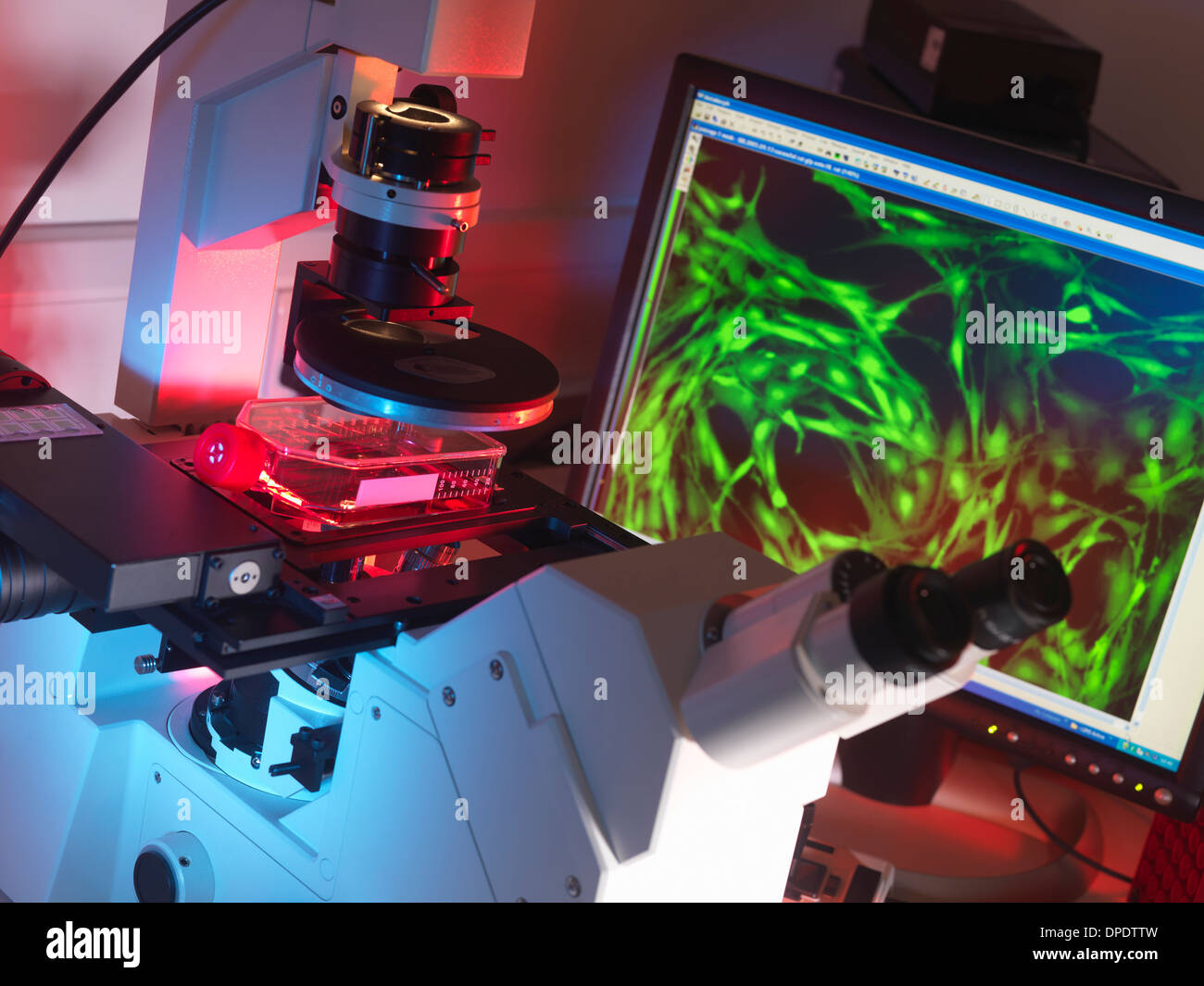 Inverted microscope viewing stem cells in flask with display of a fluorescent labeled cells Stock Photo